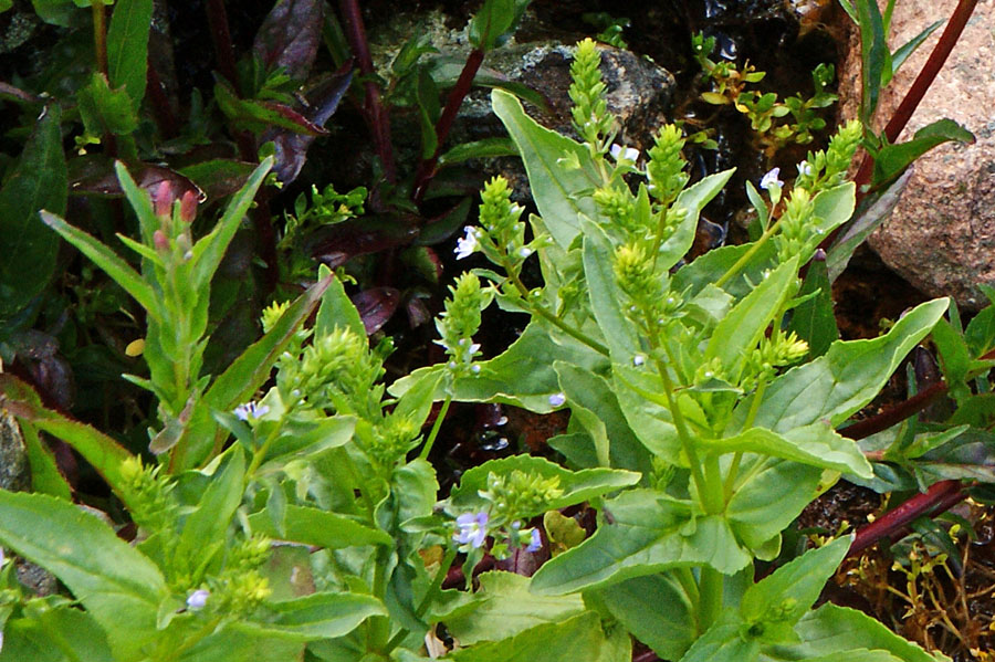 Veronica anagallis-aquatica